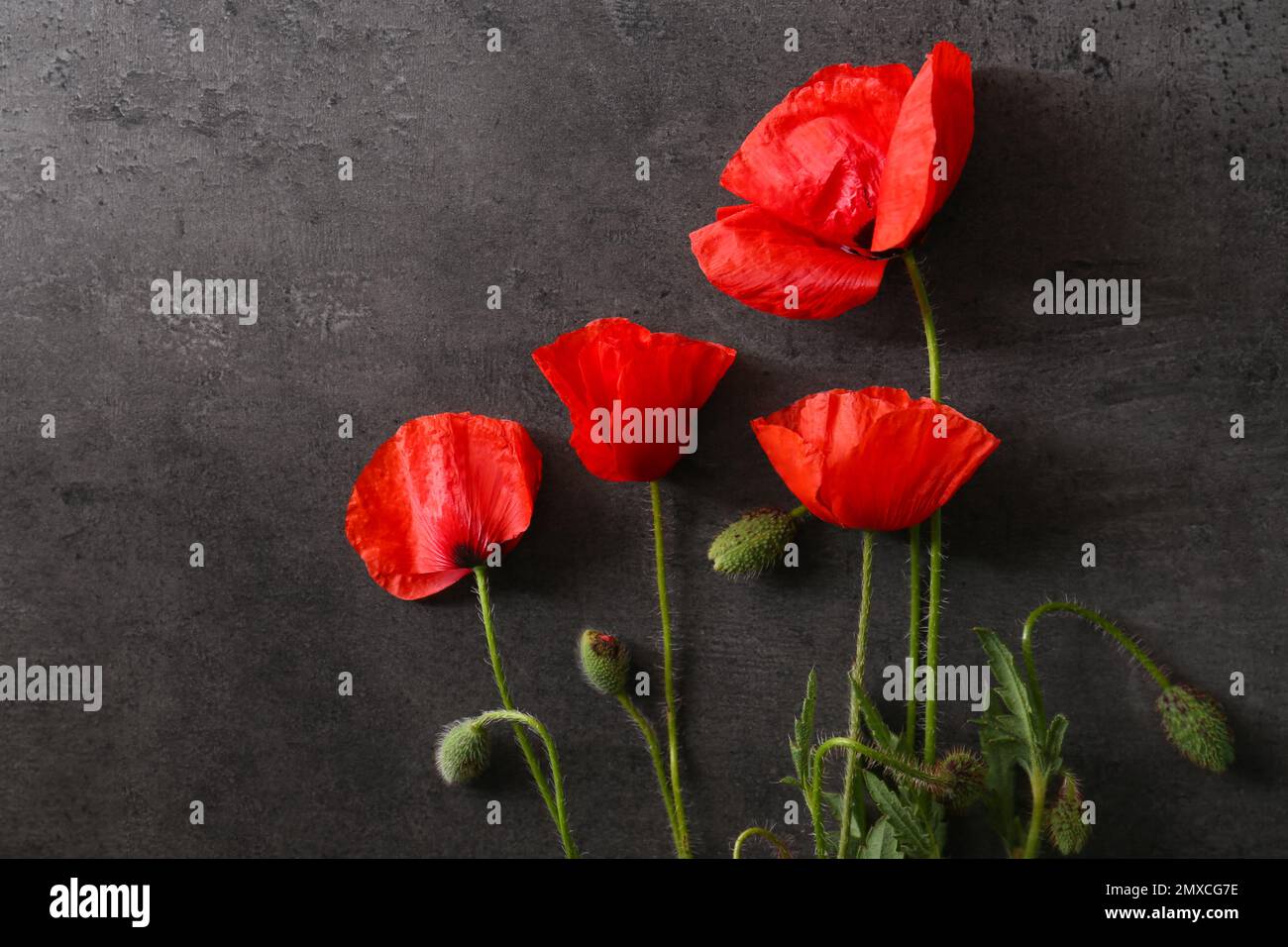 Red poppies grey background hi-res stock photography and images - Alamy