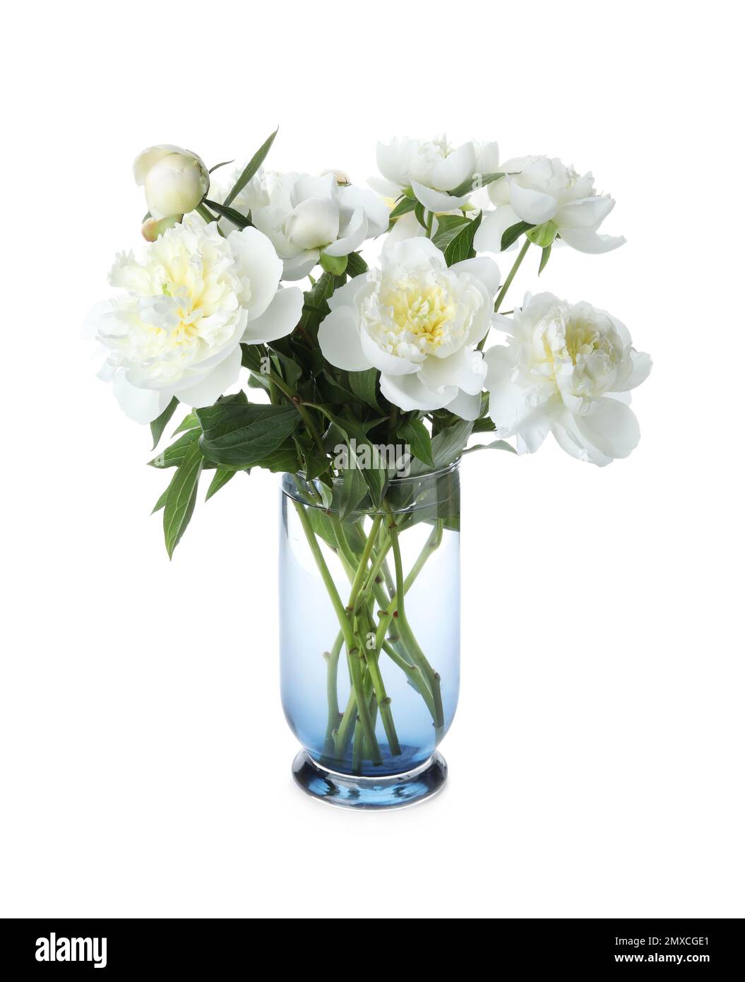 Beautiful blooming peonies in vase isolated on white Stock Photo - Alamy