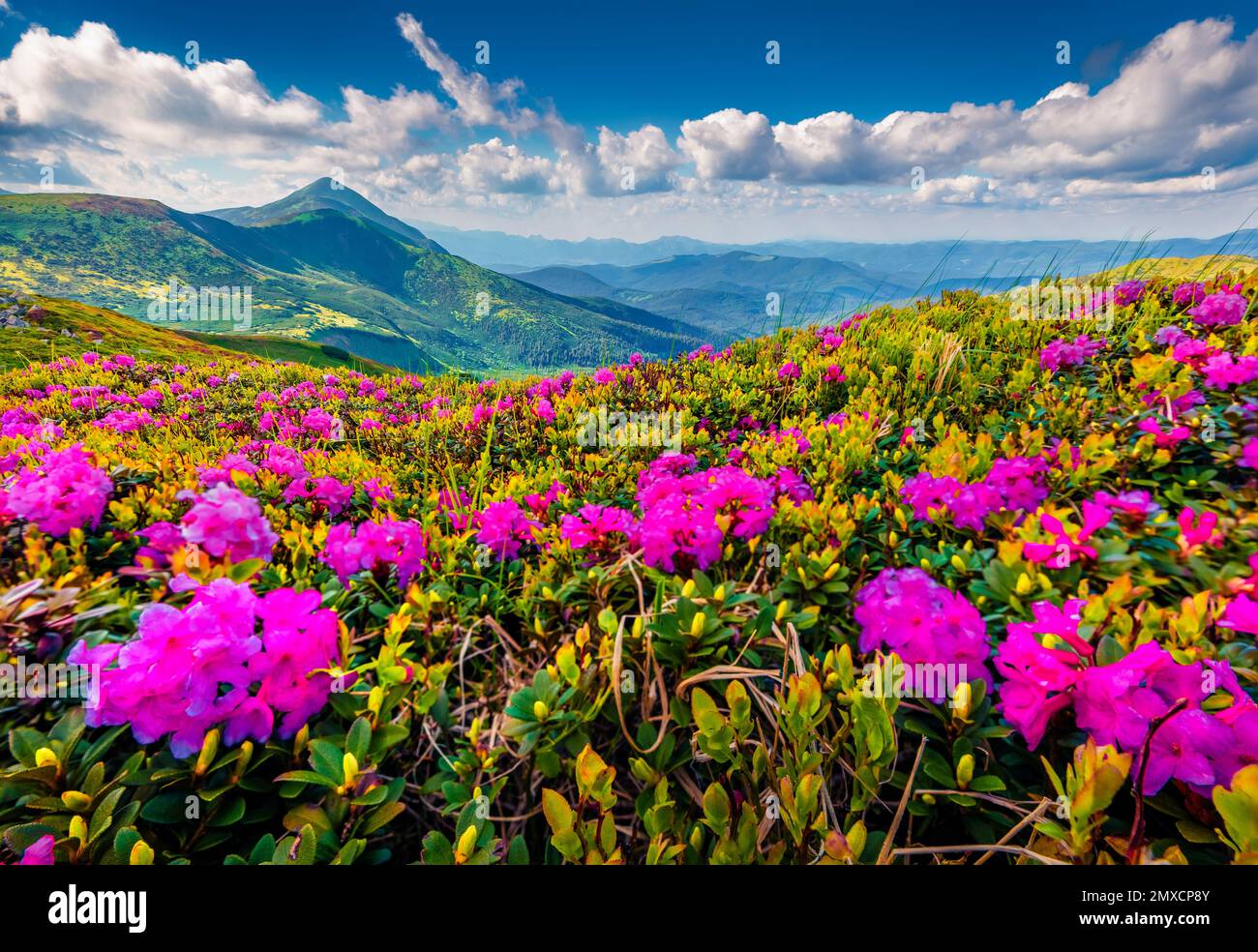 Landscape photography. Blooming pink rhododendron flowers on the Chornogora range. Attractive  summer view of Carpathian mountains with highest peak H Stock Photo