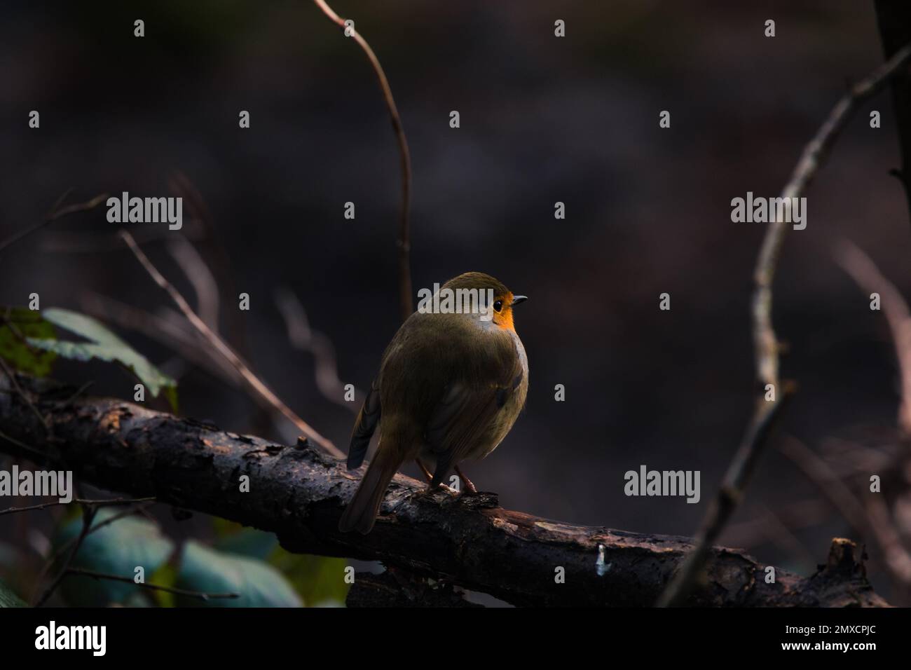 A shallow focus shot of a european robin perched on a tree Stock Photo