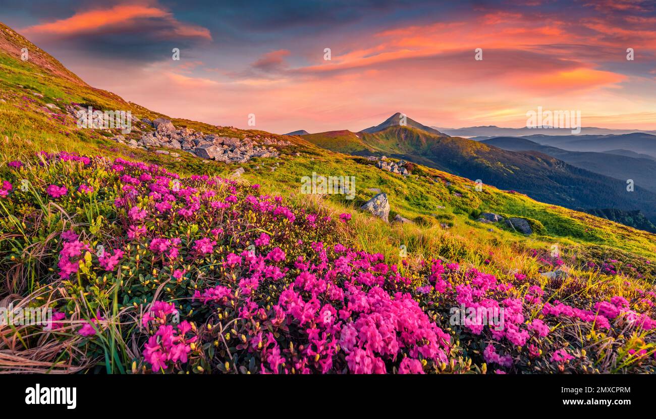 Landscape photography. Blooming pink rhododendron flowers on Chornogora ridge. Exciting summer sunrise in Carpathian mountains with highest peak Hover Stock Photo