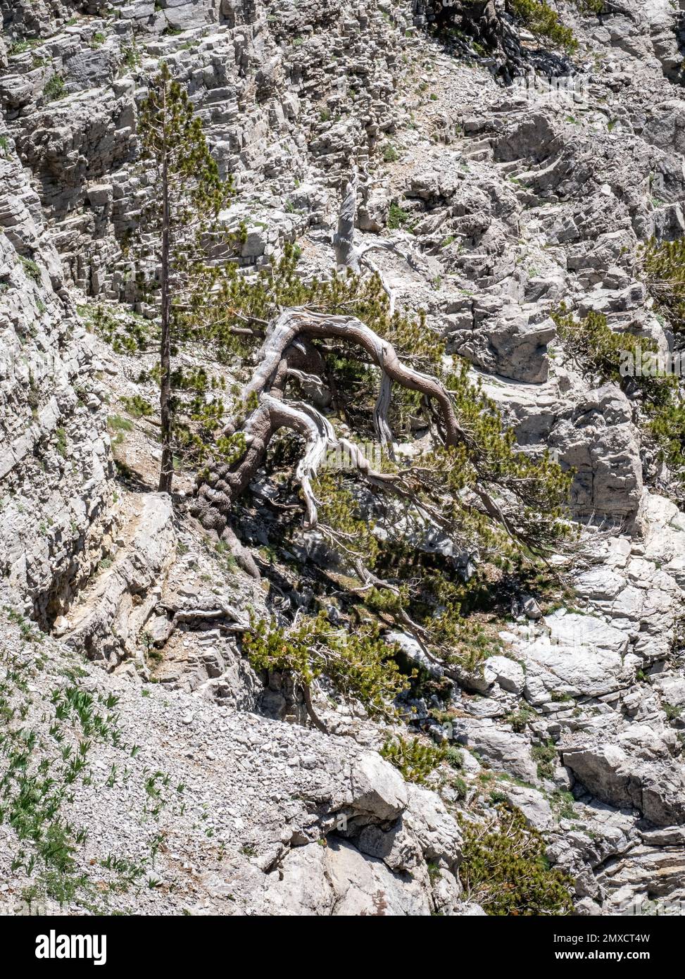Ancient and twisted Bosnian Pine Pinus heldreichii with younger pines growing at 2000m on sheer limestone cliffs on Mount Timfi in Epirus Greece Stock Photo