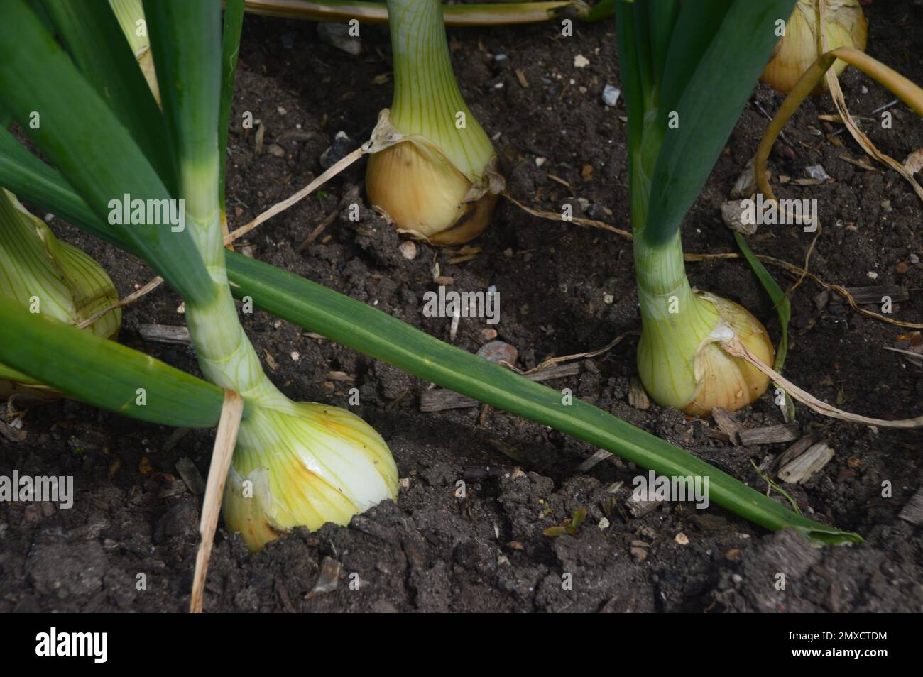 Onion 'Allium Cepa' (Autumn Champion) grown in a Raised Bed in the