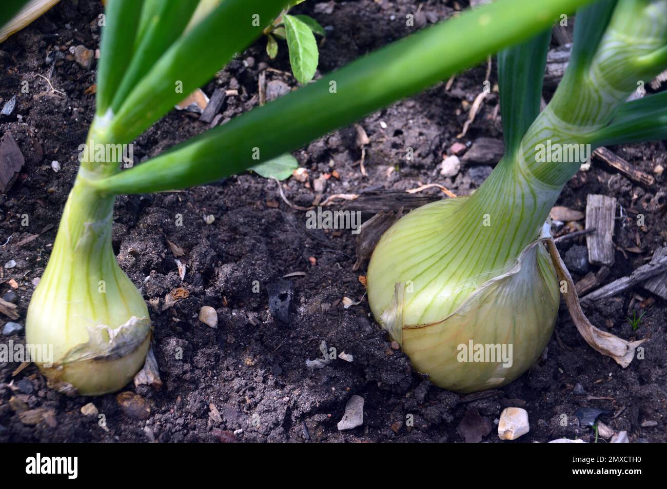 Onion 'Allium Cepa' (Autumn Champion) grown in a Raised Bed in the