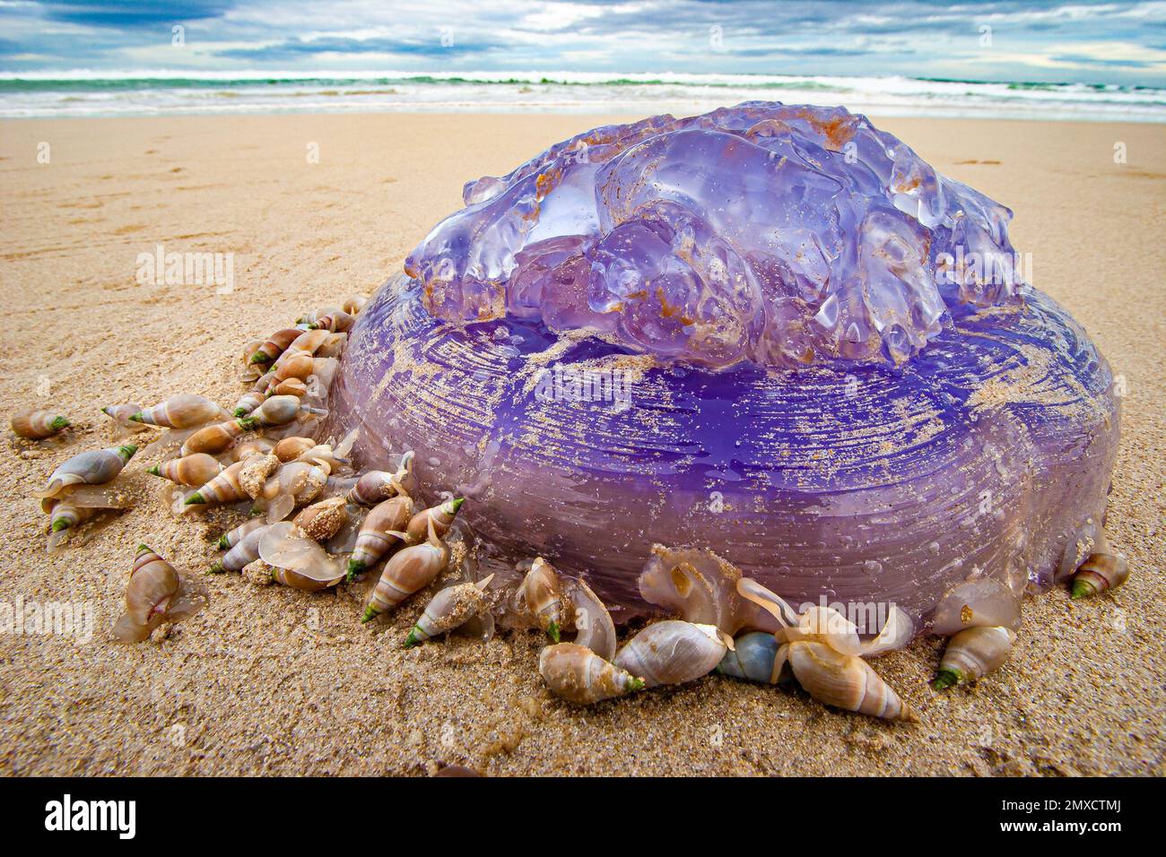 Plough Snails Bullia digitalis attacking stranded Medusa jellyfish on Struisbai beach Western Cape South Africa Stock Photo