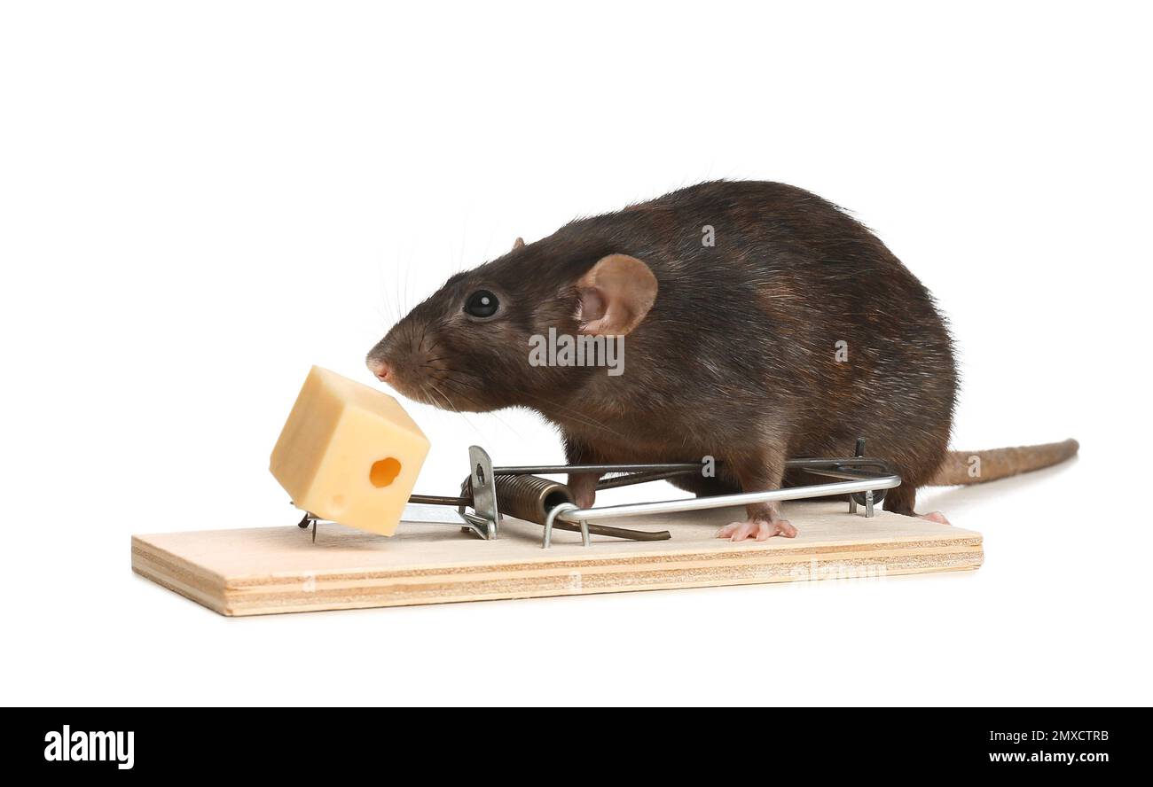 Rat and mousetrap with cheese on white background. Pest control Stock ...