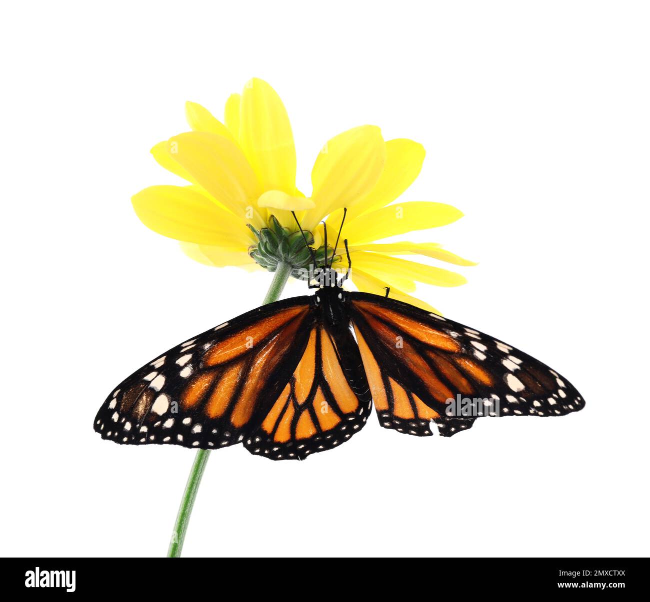 Flower with beautiful monarch butterfly isolated on white Stock Photo ...
