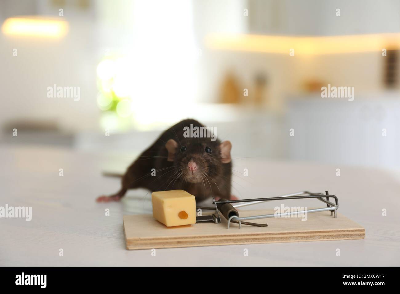 https://c8.alamy.com/comp/2MXCW17/rat-and-mousetrap-with-cheese-indoors-pest-control-2MXCW17.jpg