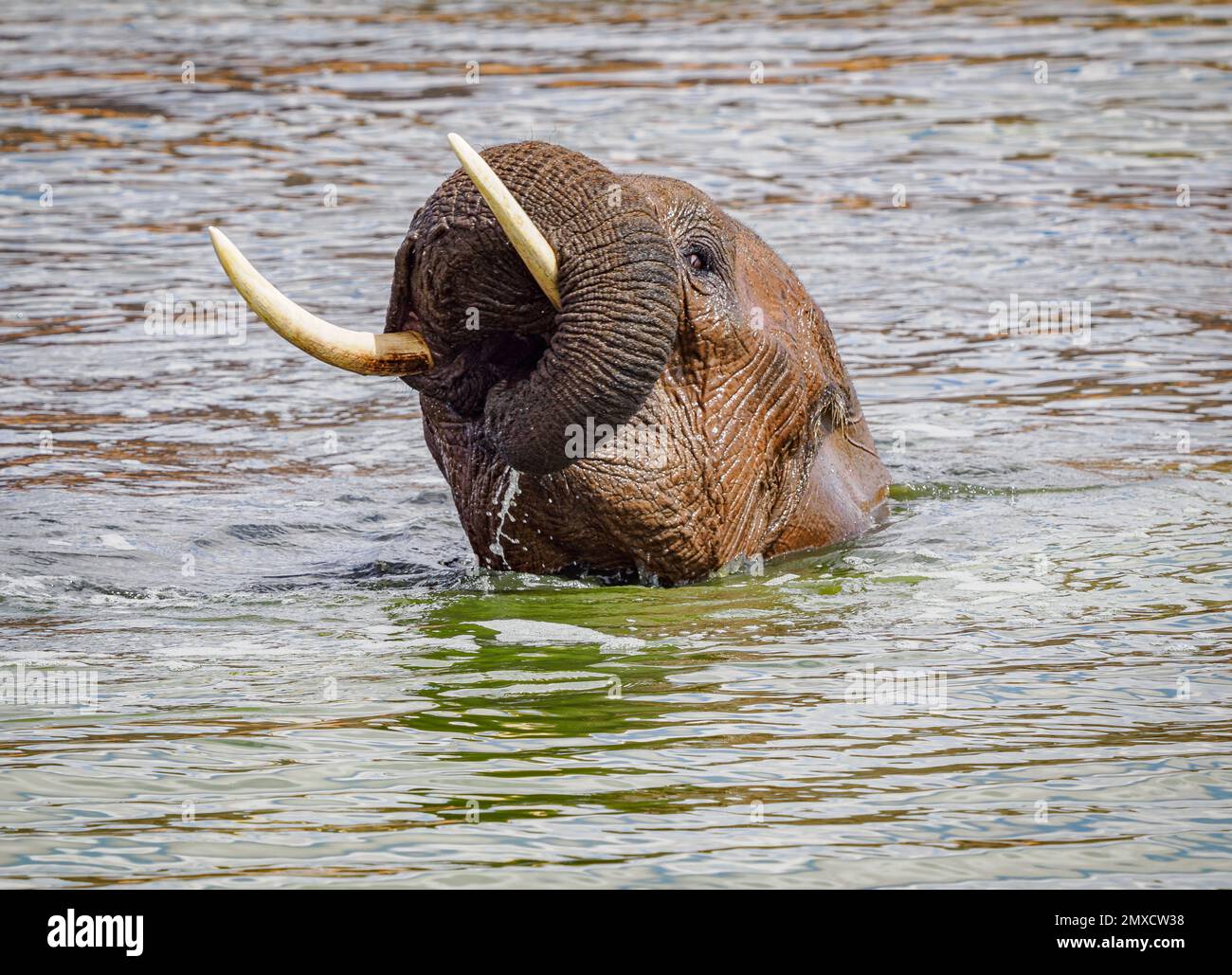 African elephant enjoying a playful bath in a waterhole in Tsavo National Park Kenya Stock Photo