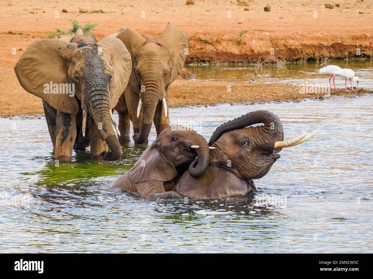 African elephants enjoying a playful bath in a waterhole in Tsavo National Park Kenya Stock Photo