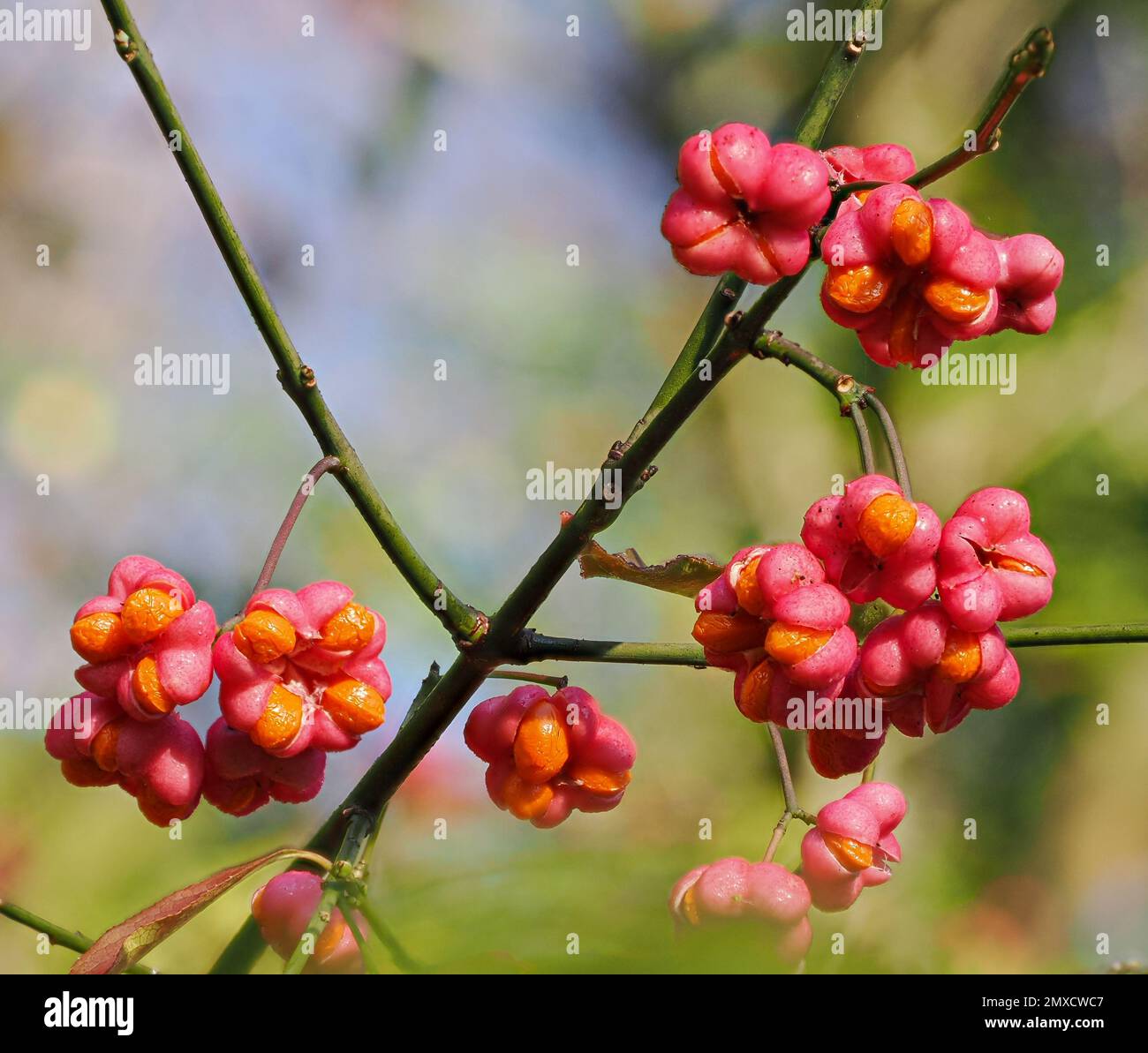 Striking pink and orange fruits of the Spindle Tree Euonymus europaeus