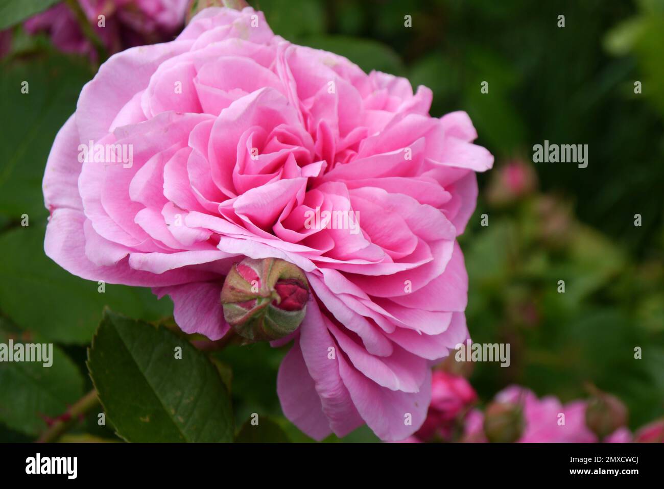 Pink Rosa 'Gertrude Jekyll' (Double Shrub Rose) Flower grown at RHS
