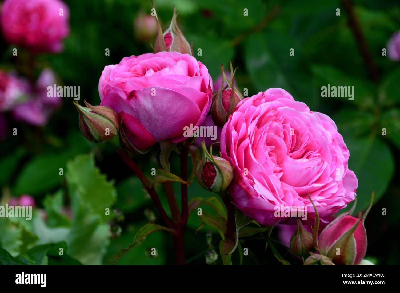 pink-rosa-gertrude-jekyll-double-shrub-rose-flower-grown-at-rhs