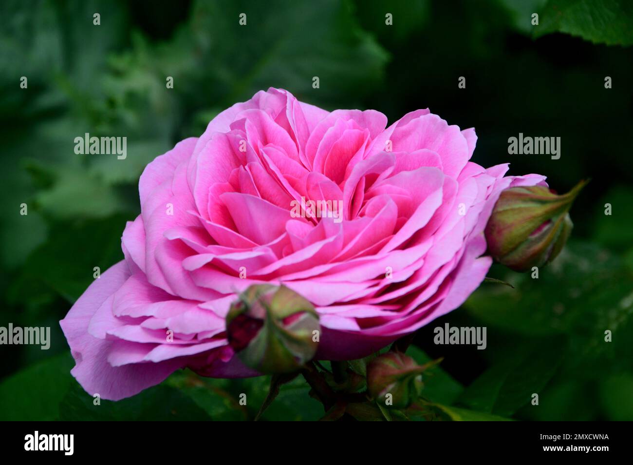 pink-rosa-gertrude-jekyll-double-shrub-rose-flower-grown-at-rhs