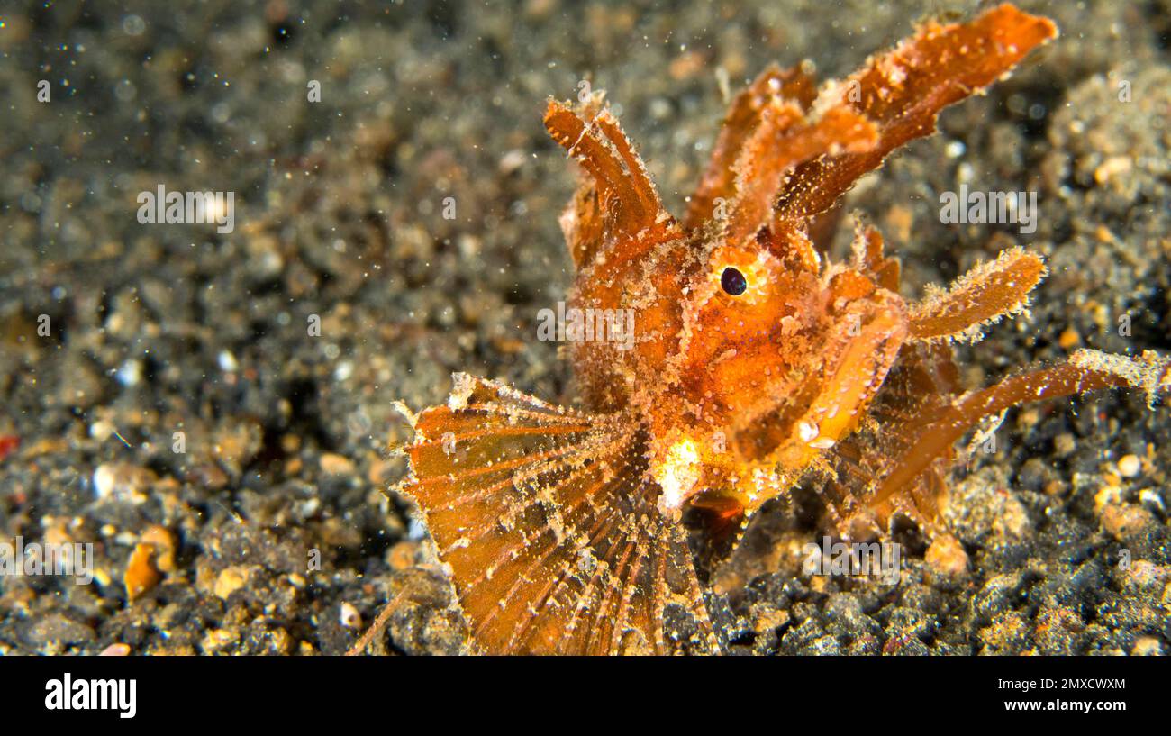 Ambon Scorpionfish, Pteroidichthys amboinensis, Lembeh, North Sulawesi, Indonesia, Asia Stock Photo