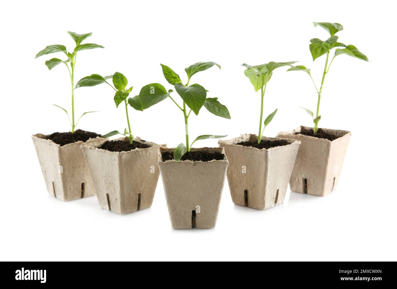 Green pepper seedlings in peat pots isolated on white Stock Photo - Alamy