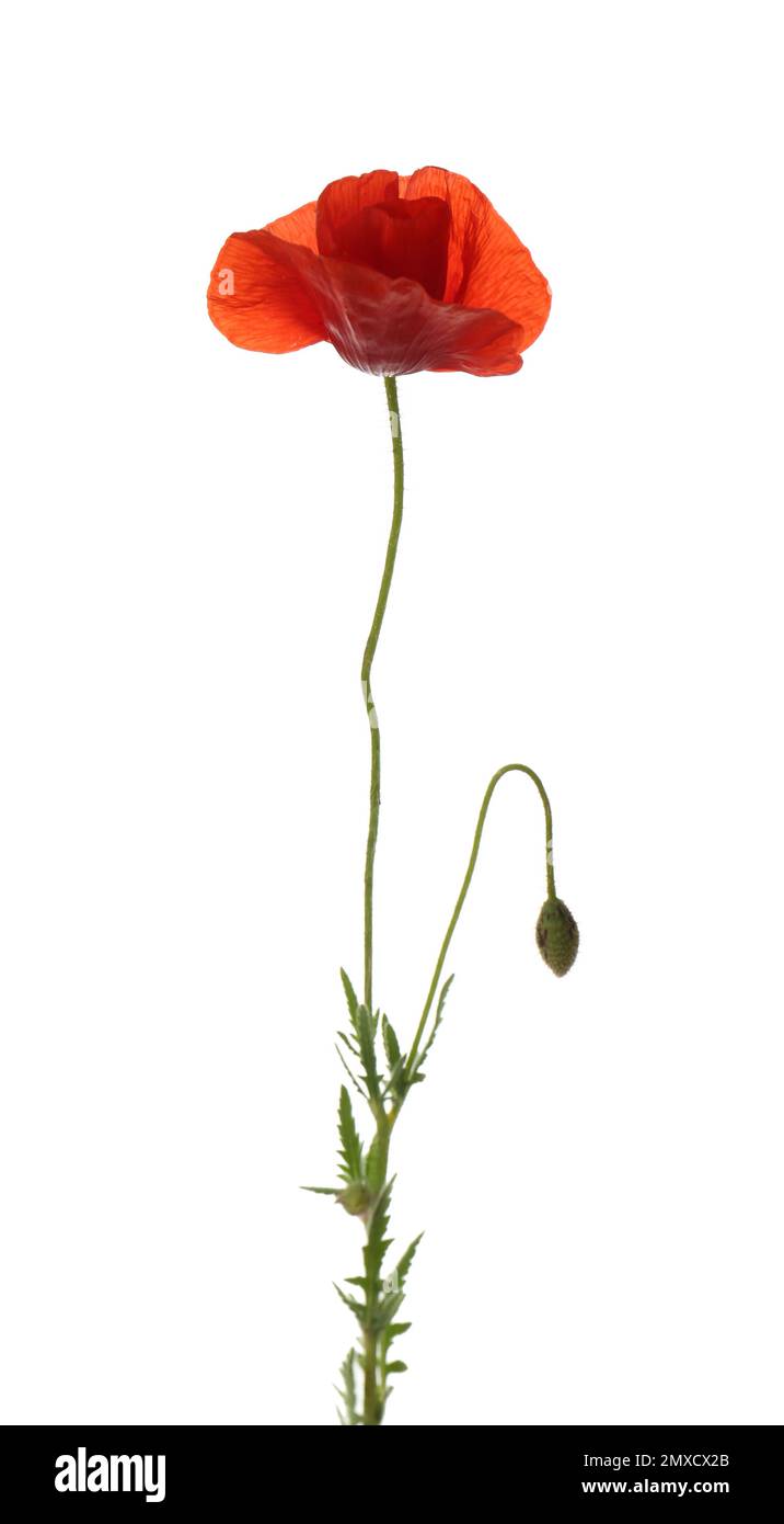 Beautiful red poppy flower isolated on white Stock Photo - Alamy