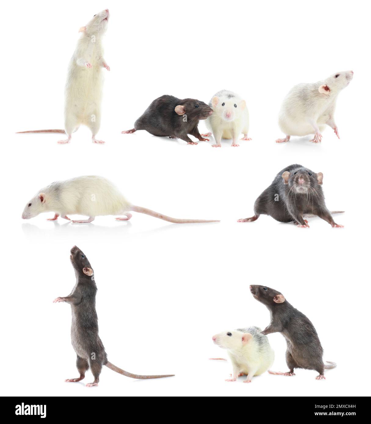 Set of cute little rats on white background Stock Photo - Alamy