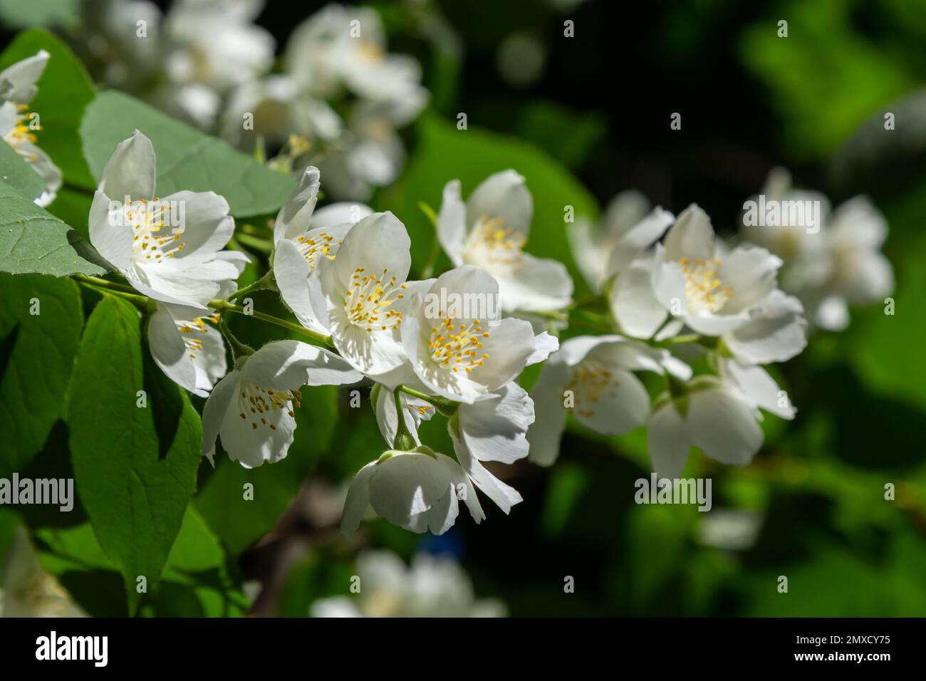 English Dogwood Plant