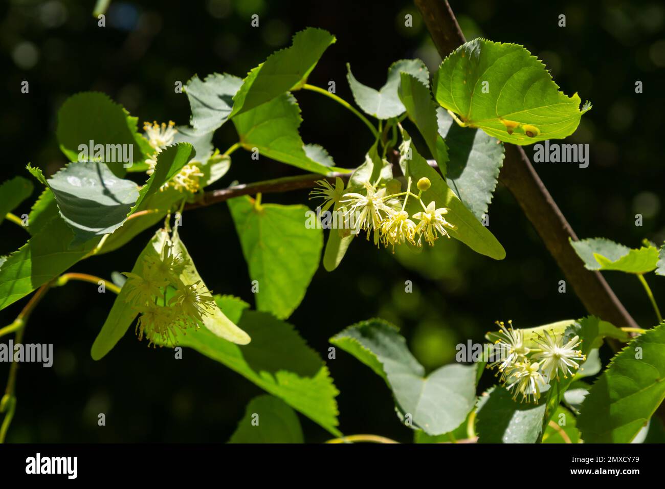 Linden Yellow Blossom Of Tilia Cordata Tree Small leaved Lime Little Linden Yellow Blossom Of Tilia Cordata Tree Small leaved Lime Little