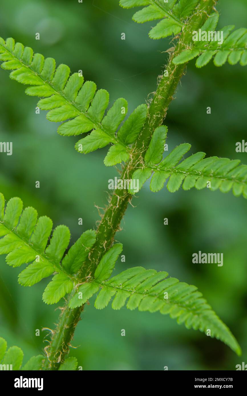 Fern is a member of a group of vascular plants that reproduce by spores