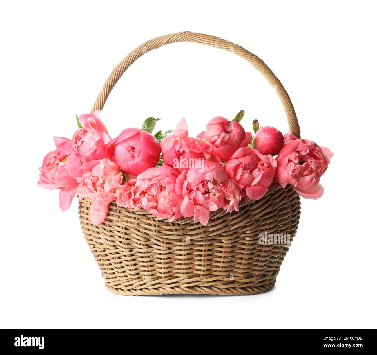Wicker basket with beautiful pink peonies on white background Stock ...
