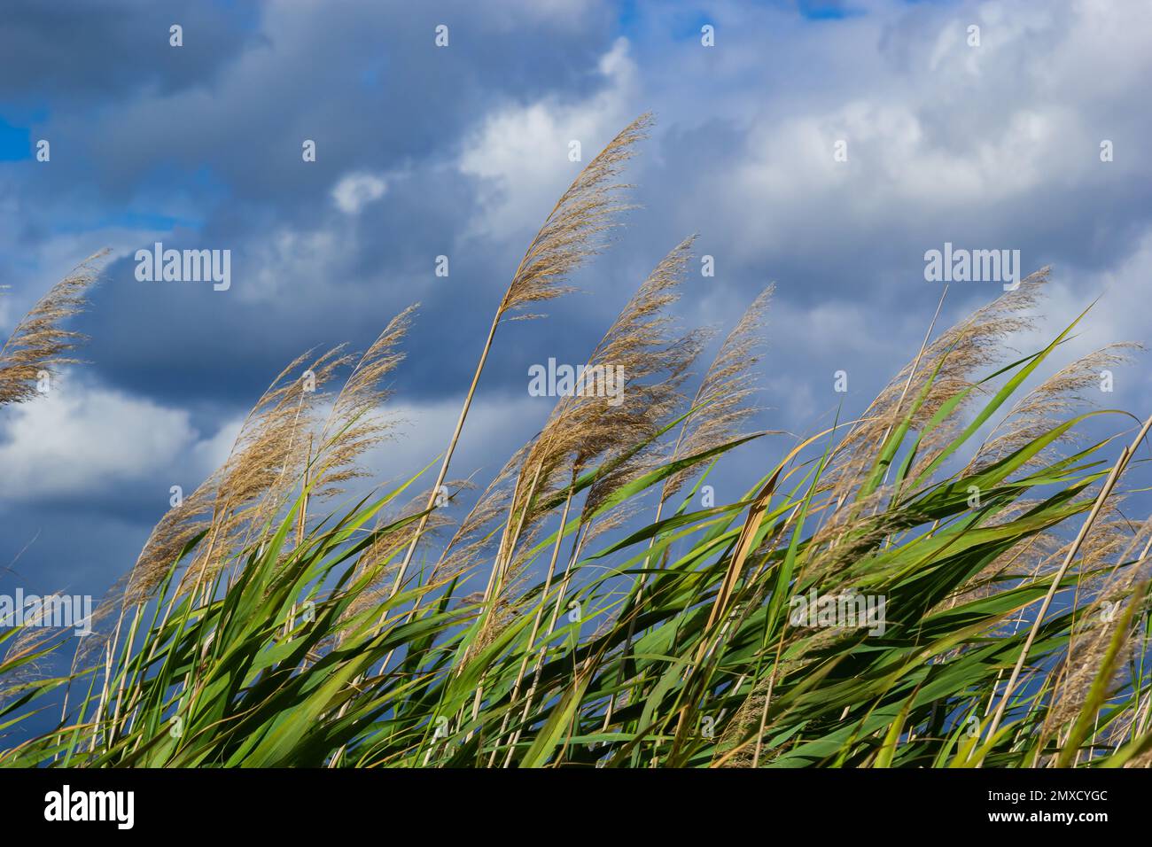 Phragmites australis leaves and flowers close to the lake in autumn are moved by the wind. Stock Photo