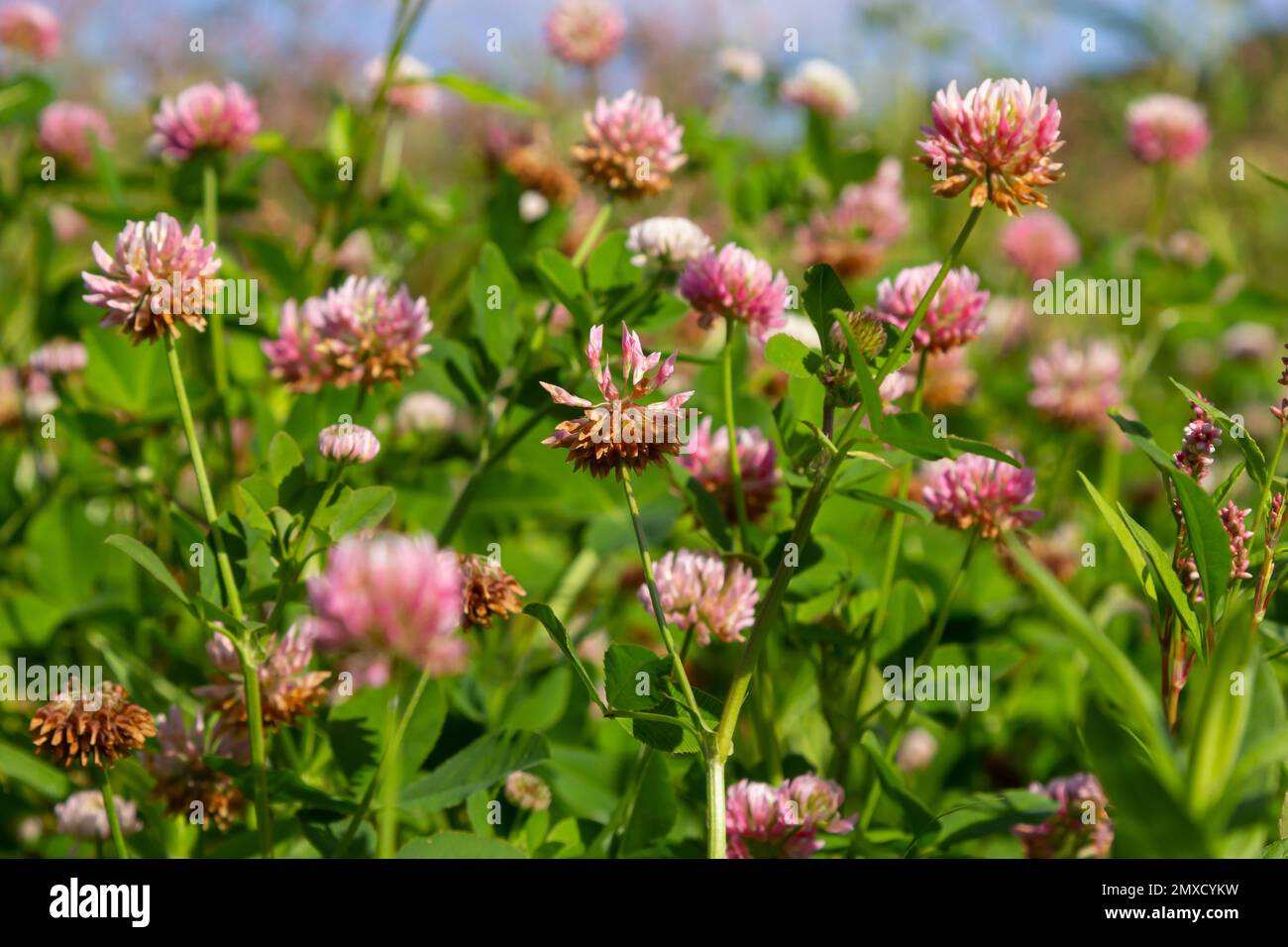 Beautiful white, pink and green floral meadow landscape full of Alsike clover trifolium hybridum. Pale pink and whitish flowers in summer. Stock Photo