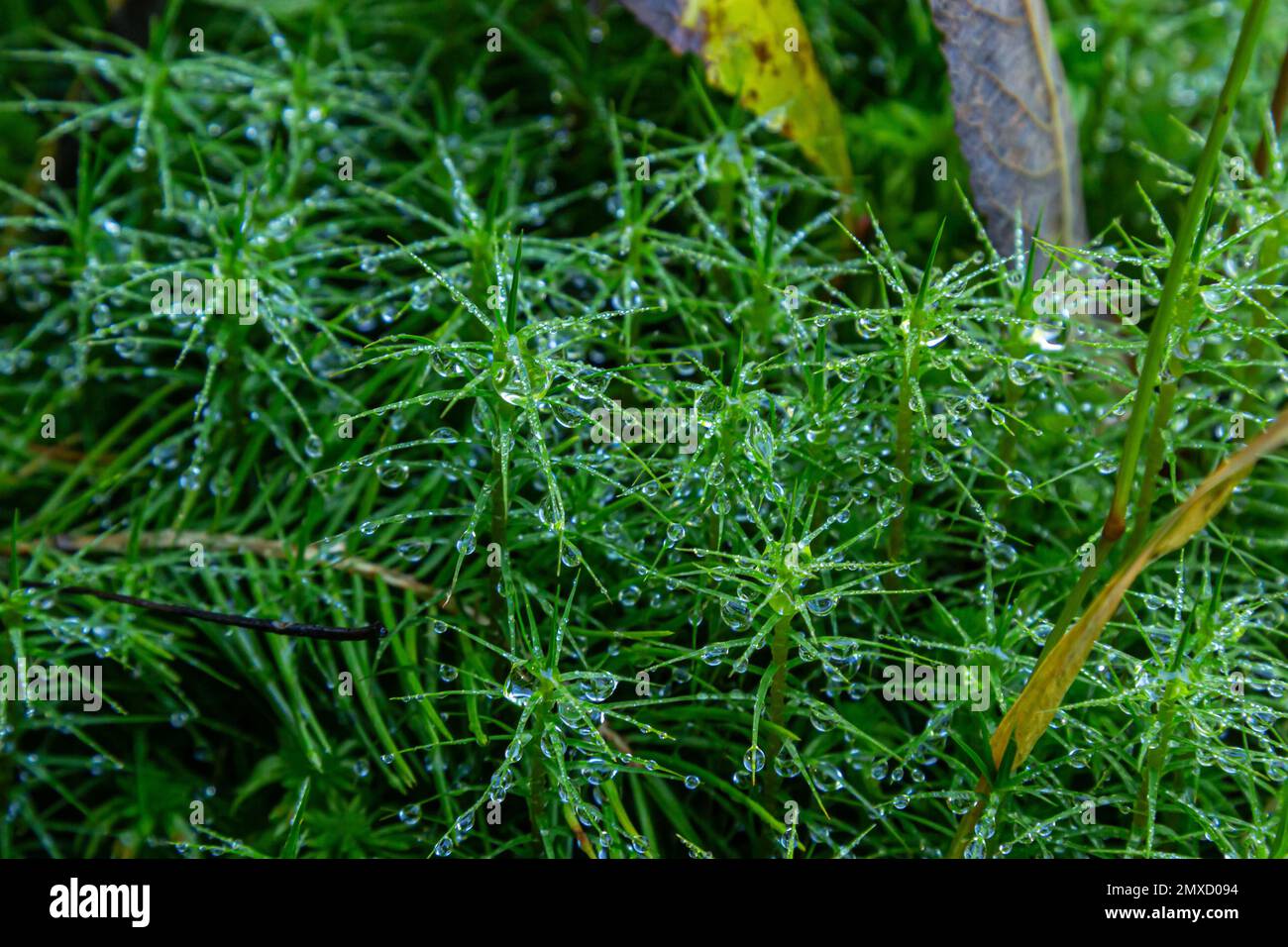 Detail of the moss Polytrichum commune, also known as Plonik, natural background, top view, close-up. Stock Photo