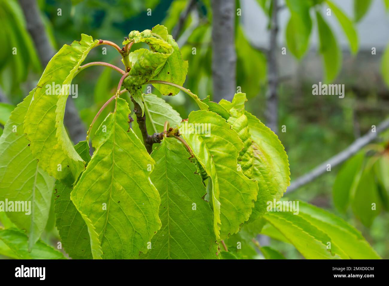 Twisted leaves of cherry. Cherry branch with wrinkled leaves affected by black aphid. Aphids, Aphis schneideri, severe damage from garden pests. Stron Stock Photo