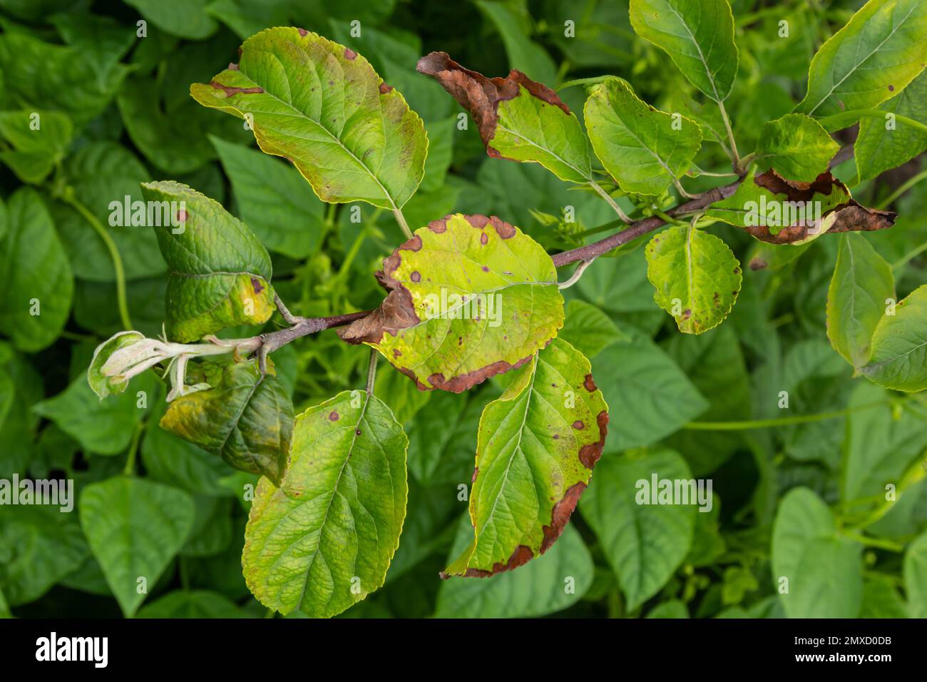 Rosy leaf-curling apple aphids, Dysaphis devecta, apple tree pest. Detail of affected leaf. Stock Photo