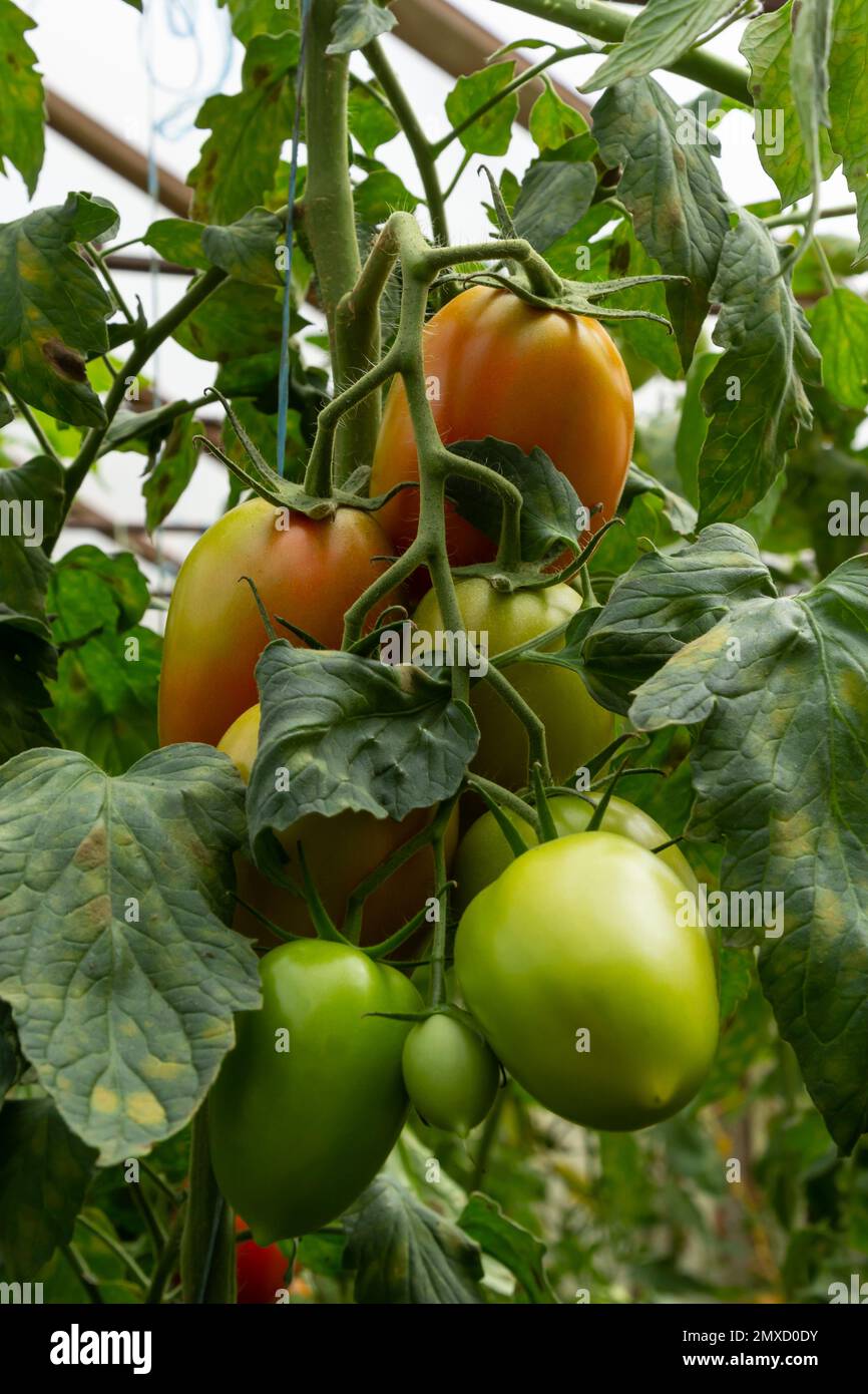 Ripe red and green tomatoes hanging on tomato tree in the garden Stock ...