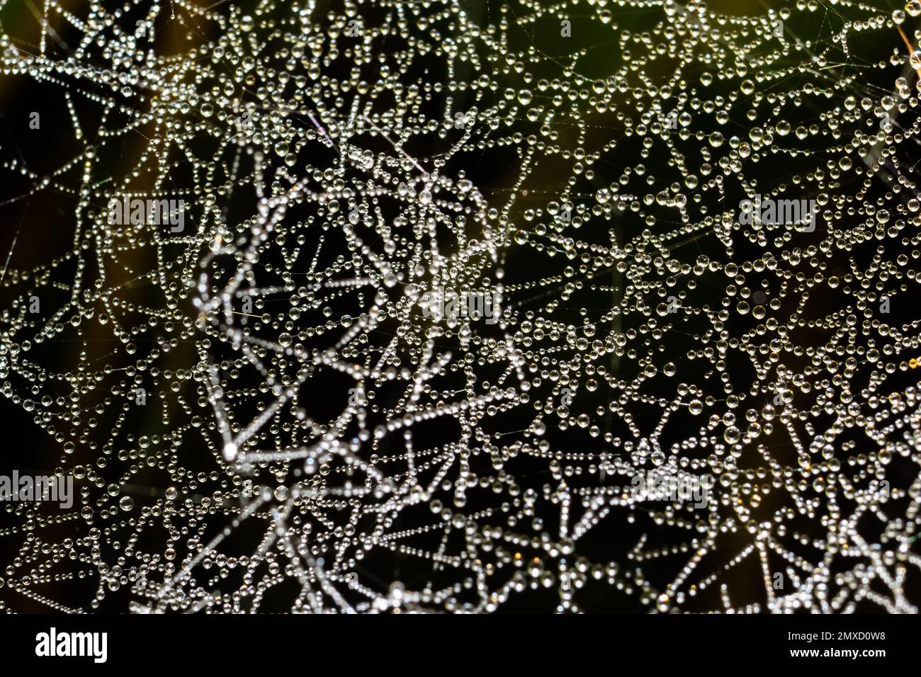 Web cobweb spiderweb net tissue spider's web. Web in the autumn forest. Water droplets on the spider's web. Stock Photo