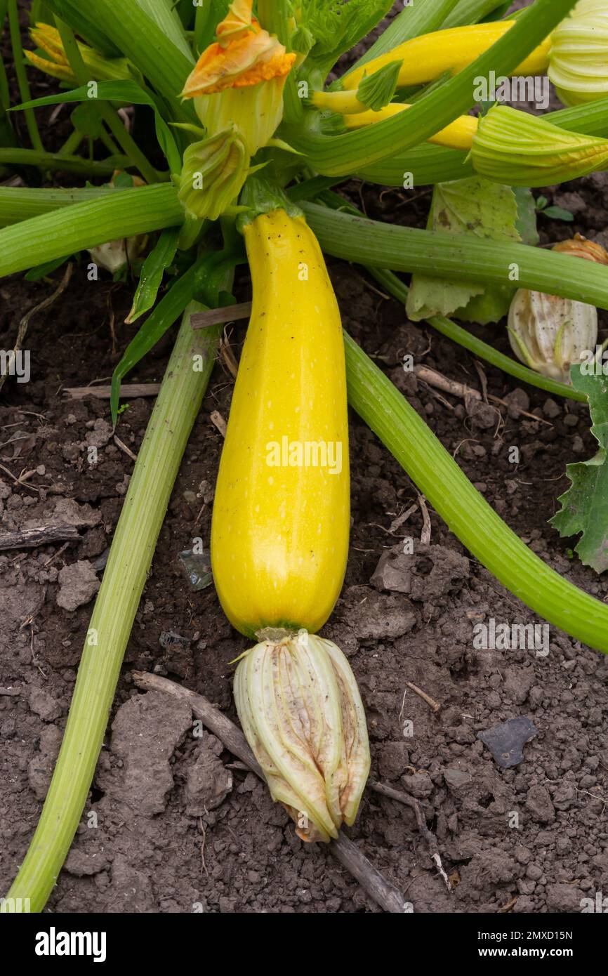 Zucchini plant. Zucchini with flower and fruit in field. Green vegetable marrow growing on bush. Courgettes blossoms. Stock Photo