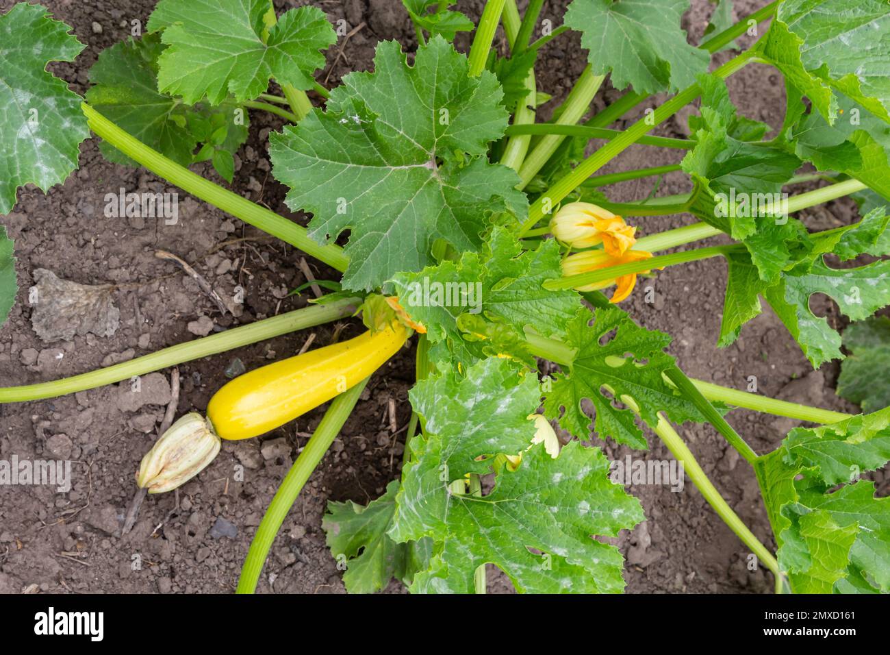 Zucchini plant. Zucchini with flower and fruit in field. Green vegetable marrow growing on bush. Courgettes blossoms. Stock Photo