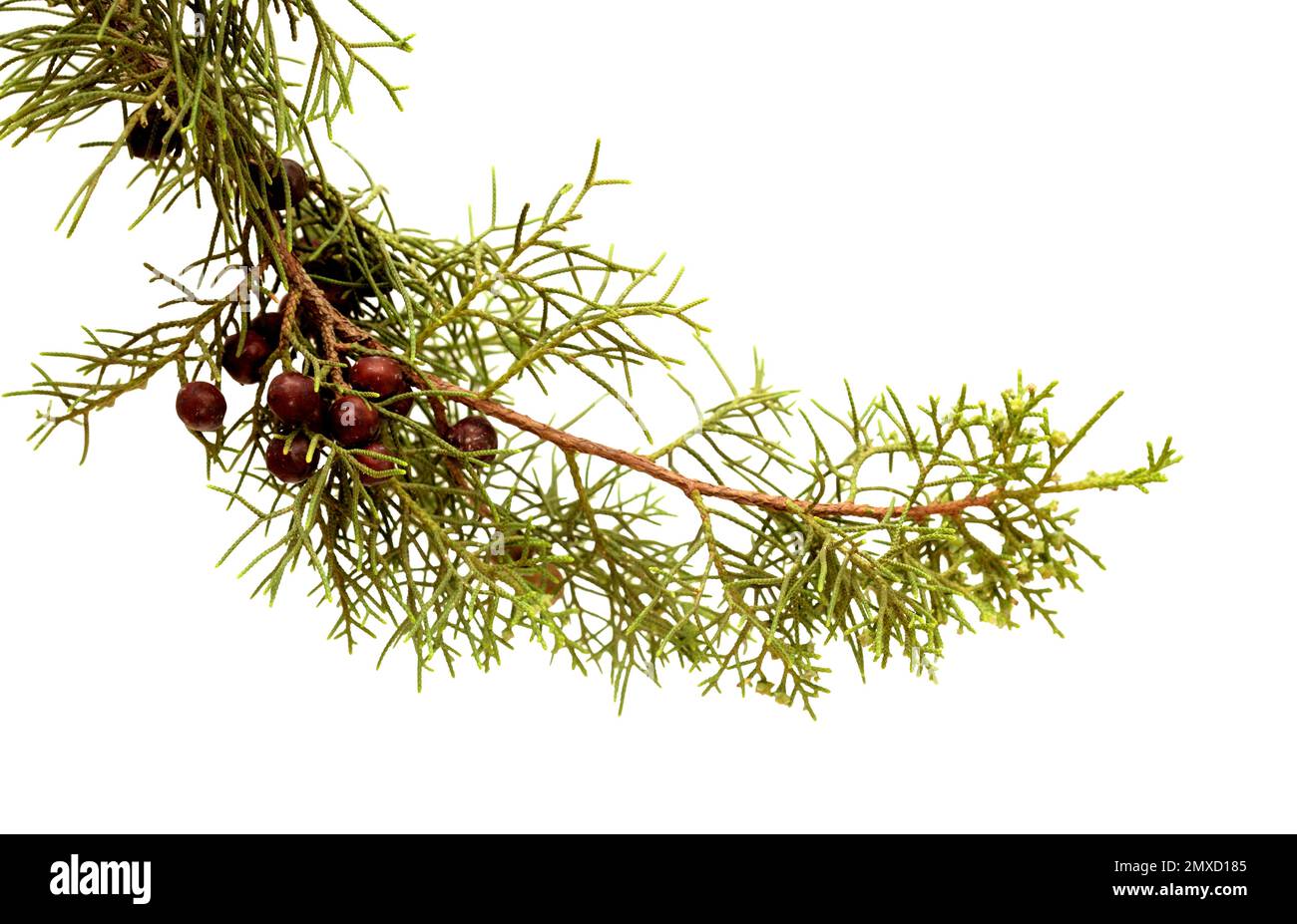 Flora of Gran Canaria - branch of Juniperus phoenicea, the Phoenicean juniper, isolated on white background Stock Photo