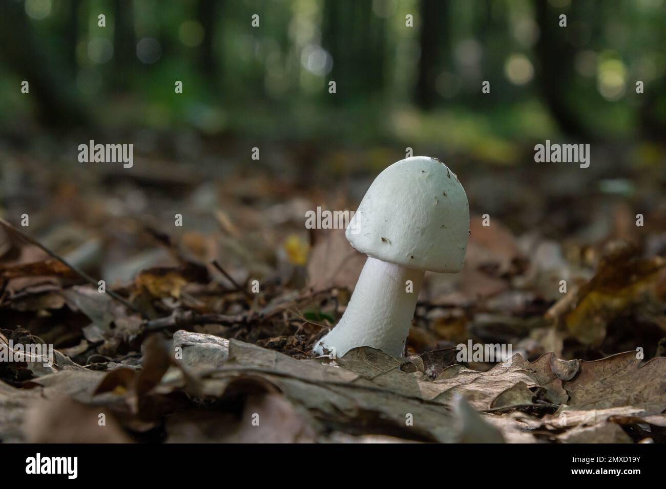 White deadly poisonous fungi Amanita virosa also known as destroying angel. Young egg-shaped fruiting bodies showing conical caps, veil around stem. M Stock Photo