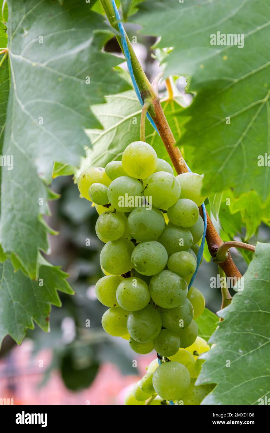 Ripe grapes grow on bushes. Bunch of grapes before harvest Stock Photo