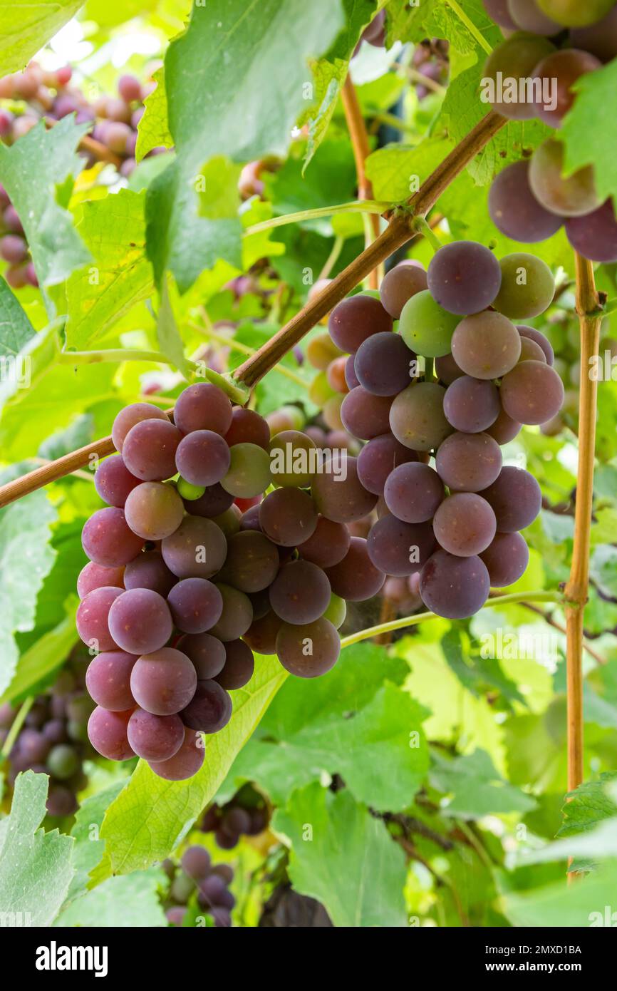 Ripe grapes grow on bushes. Bunch of grapes before harvest Stock Photo