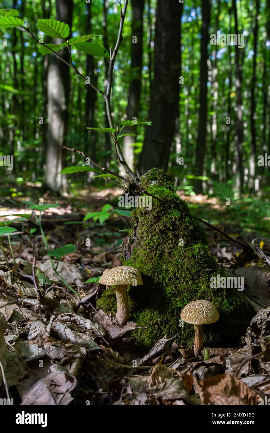 Xerocomellus chrysenteron, known as Boletus chrysenteron or Xerocomus chrysenteron - edible mushroom. Fungus in the natural environment. Stock Photo