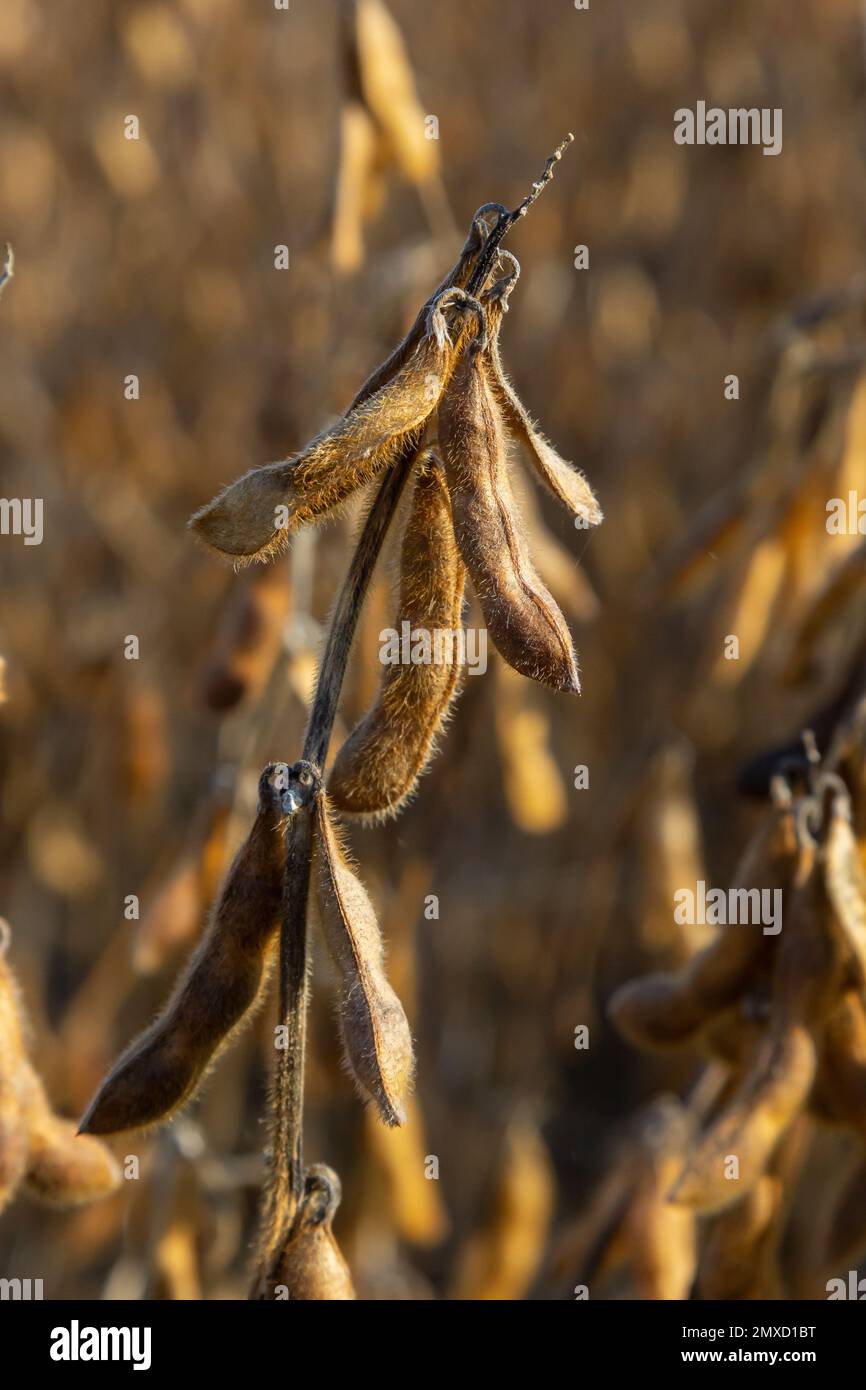 Soybeans pod macro. Harvest of soy beans agriculture legumes plant. Soybean field dry soyas