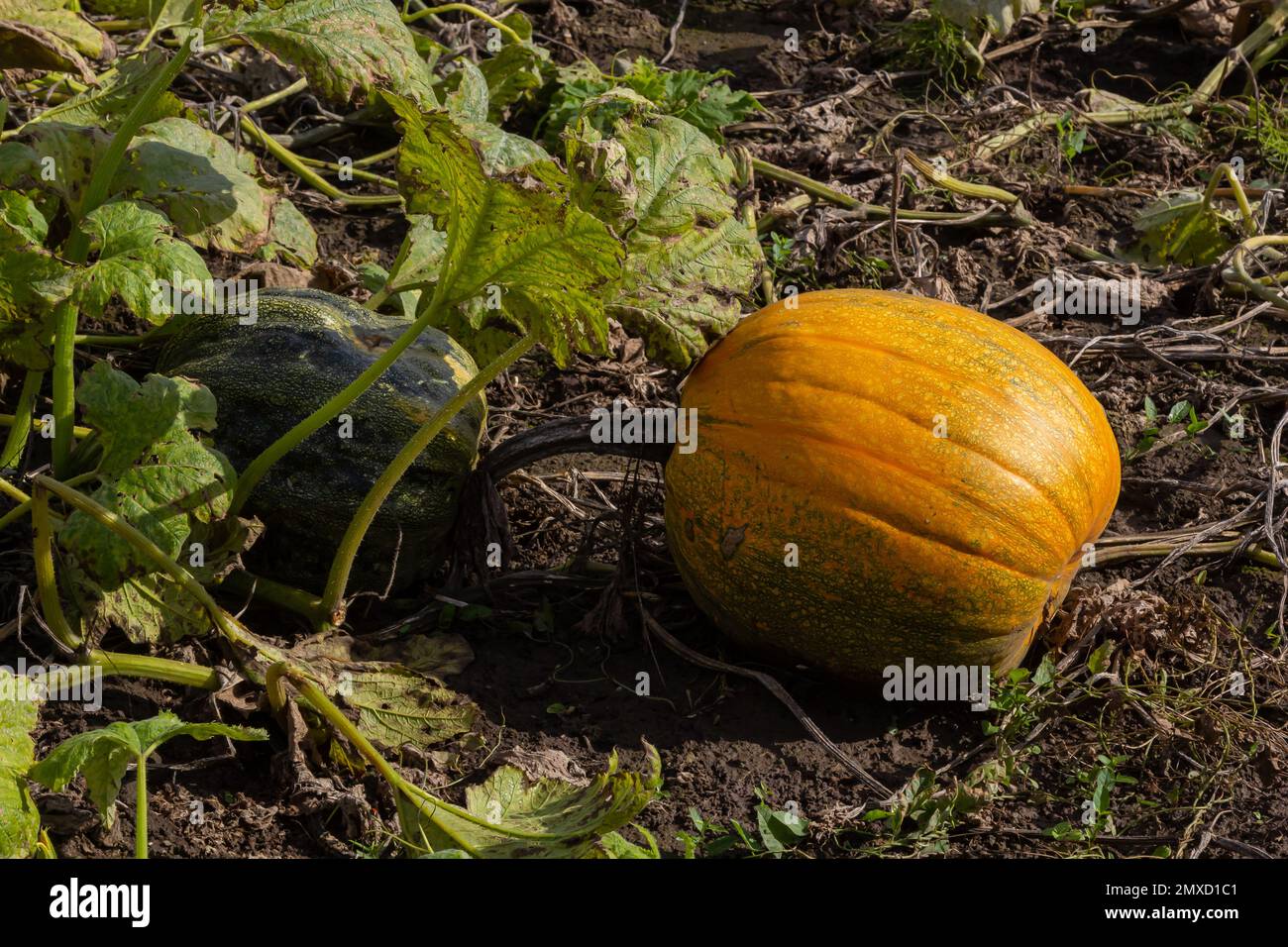 Pumpkin plants with rich harvest on a field ready to be harvested Stock
