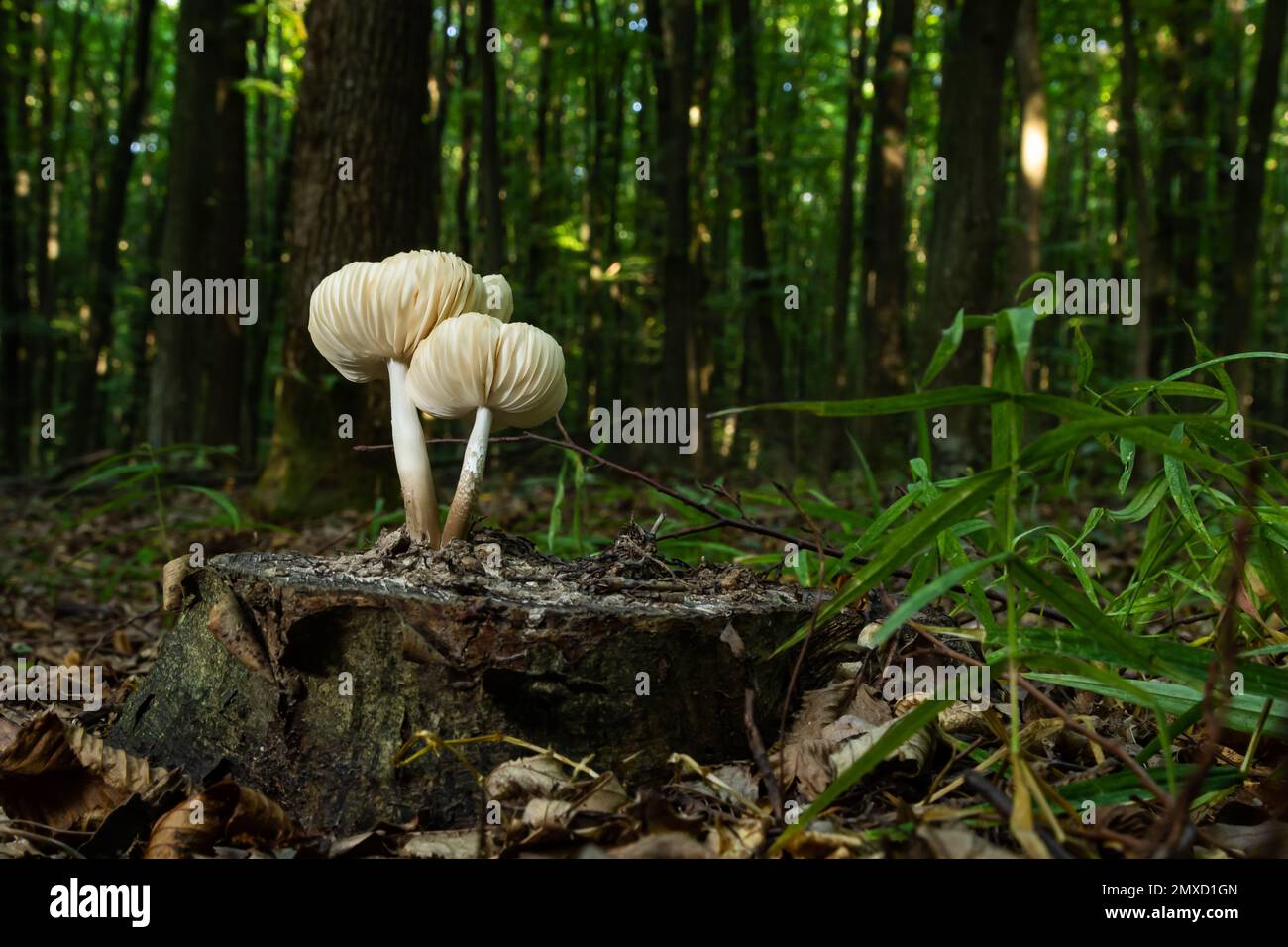The Common Bonnet Mycena galericulata is an inedible mushroom , an intresting photo. Stock Photo