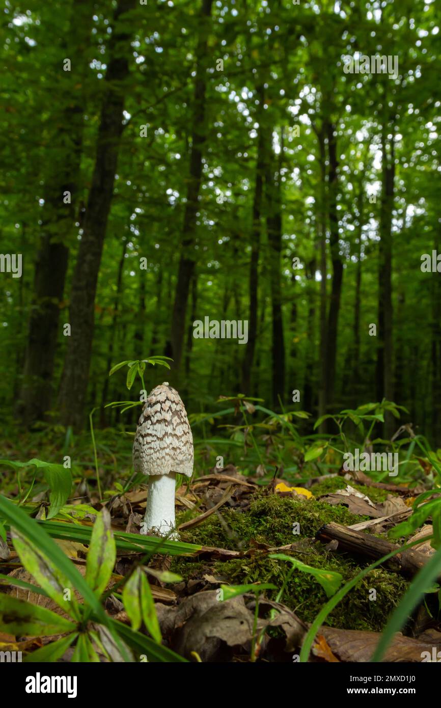 Coprinopsis picacea is a species of fungus in the Psathyrellaceae. It is commonly called magpie fungus. Small mushroom in autumn. Stock Photo