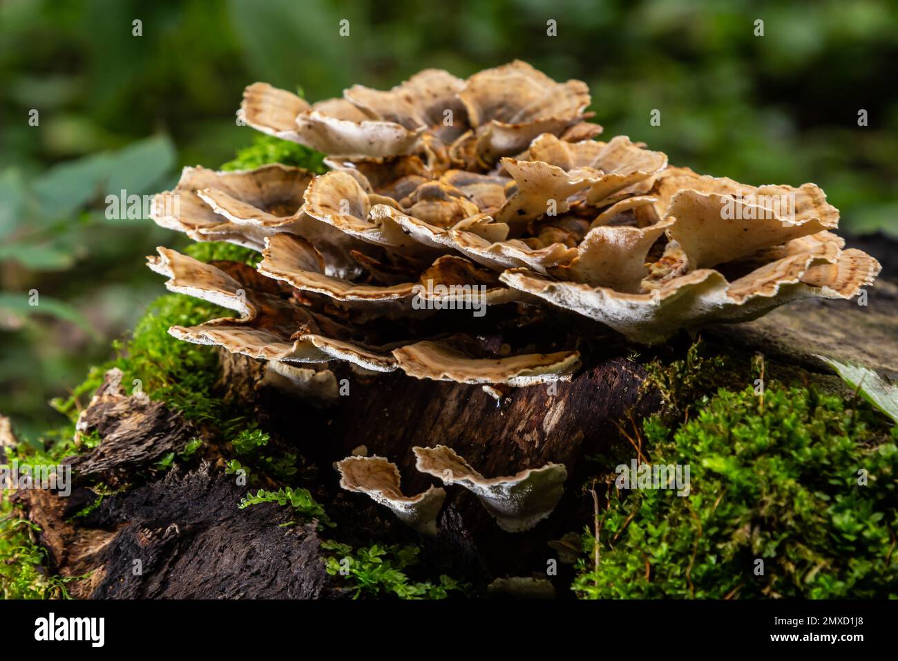 Anise mazegill, a brown rot fungus, Gloeophyllum odoratum. Stock Photo