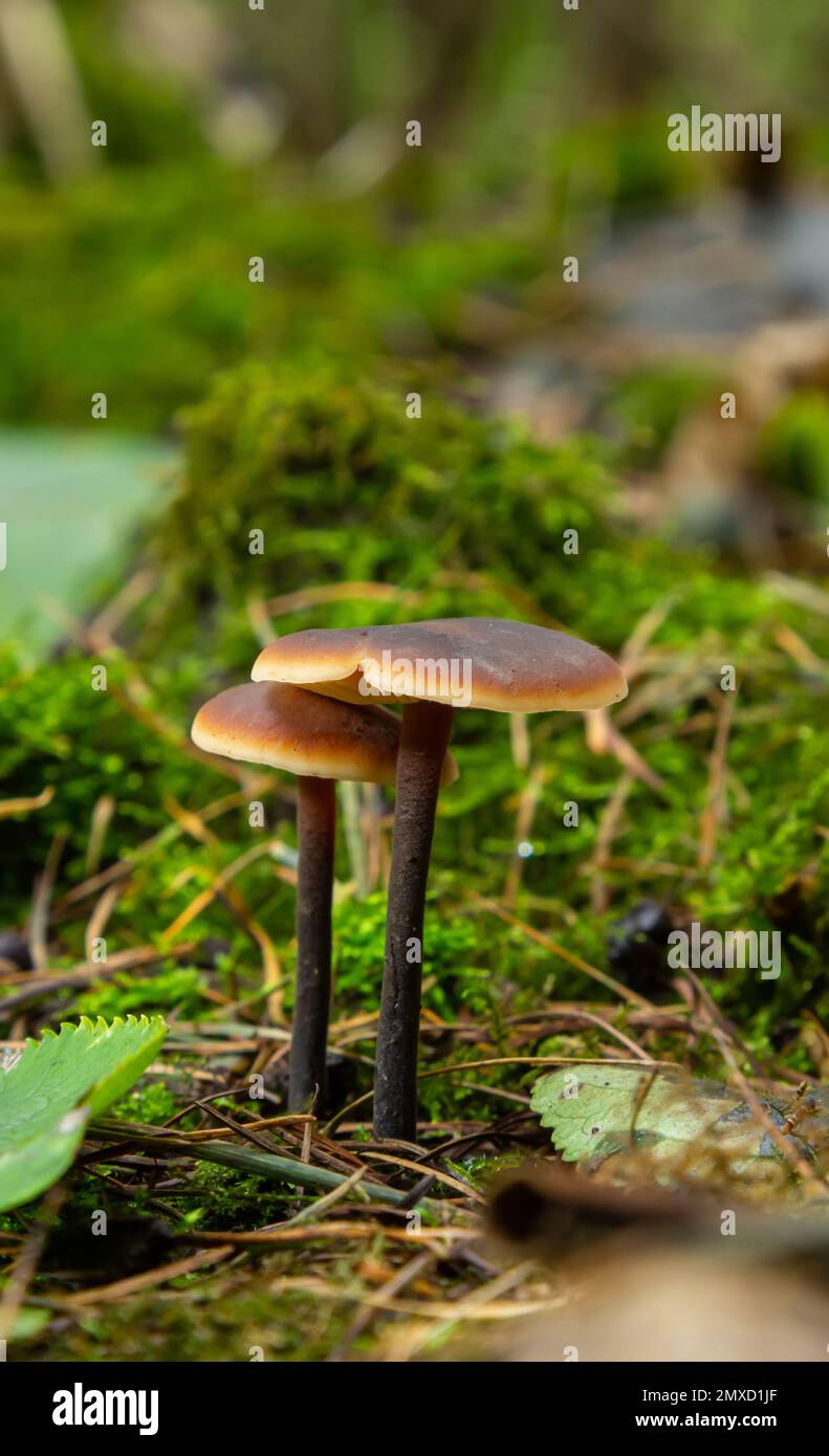 A wild mushroom known as the Winter Mushroom or the Velvet Shank. Botanical name Flammulina velutipes. Mushroom naturally lit with natural moss surrou Stock Photo