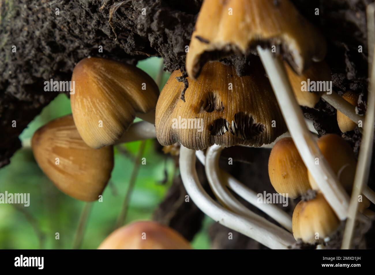 Coprinellus micaceus. Group of mushrooms on woods in nature. Stock Photo