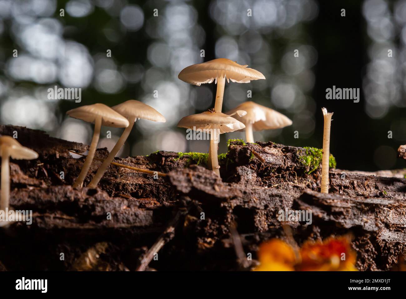 Group of mushrooms of the species Baeospora myosura. Stock Photo