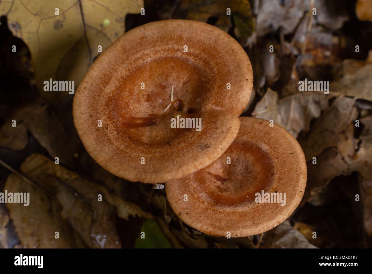 Edible mushroom called niscalo, red pine mushroom Lactarius deliciosus