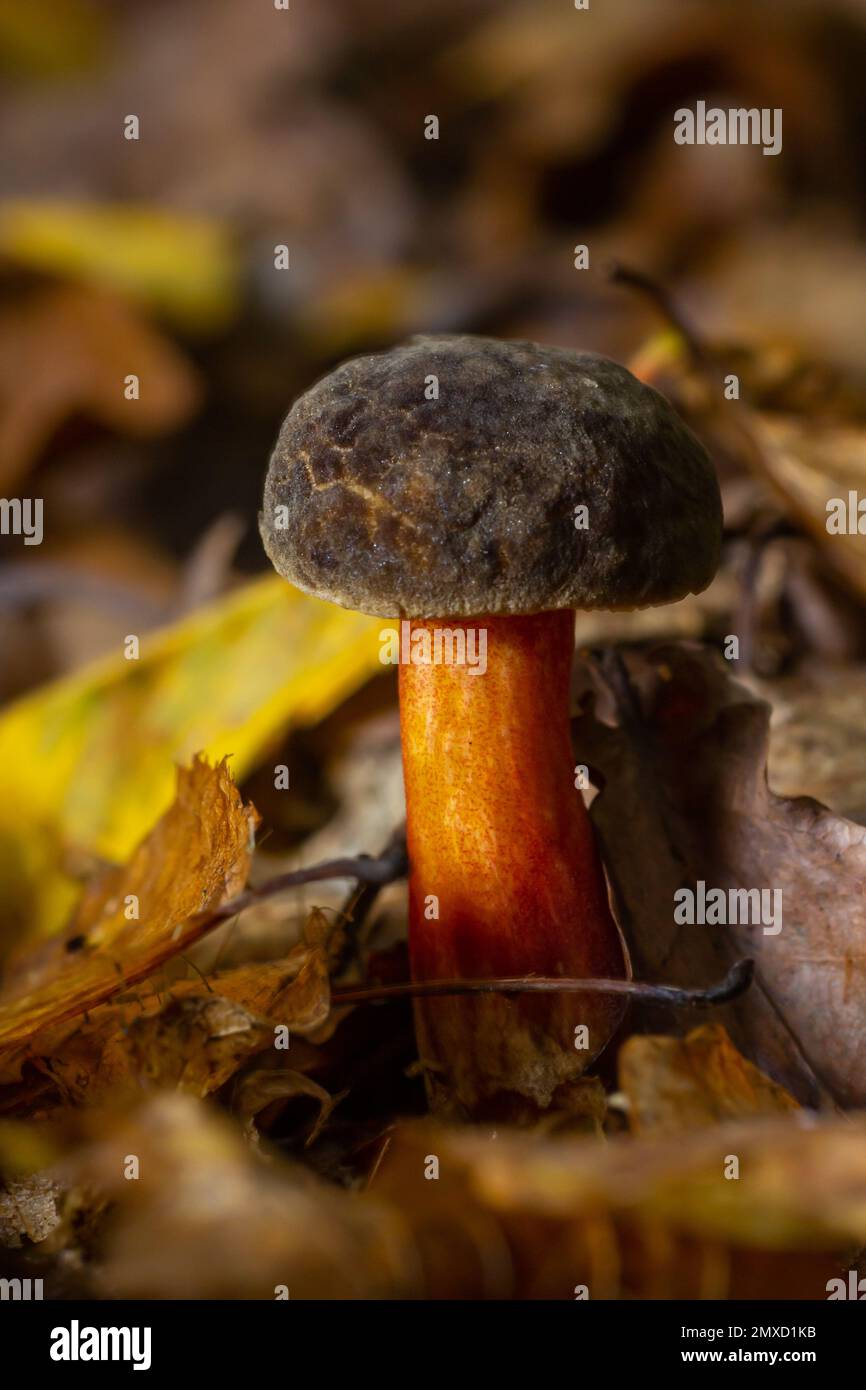 Boletus erythopus or Neoboletus luridiformis mushroom in the forest growing on green grass and wet ground natural in autumn season. Boletus luridiform Stock Photo